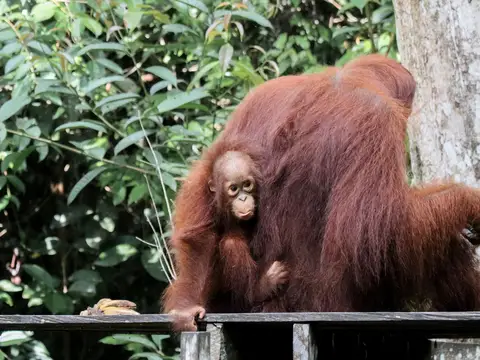 Orangutan in the Borneo rainforest