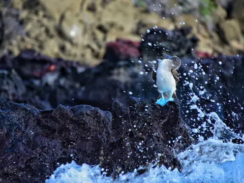 Seabird on lava rock in the Galápagos Islands