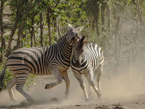 Zebras in Kruger National Park