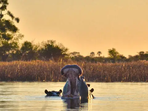 Hippo in the Okavango Delta at sunset