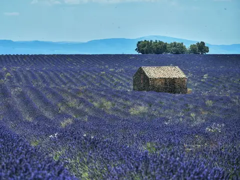 Lavender field with a stone house in Provence