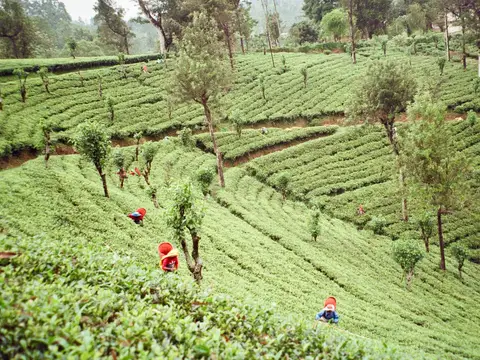 Tea plantation on a hillside in Sri Lanka